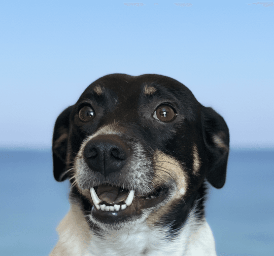 Mitzi - Rat Terrier available for adoption at Loved at Last Dog Rescue in British Columbia