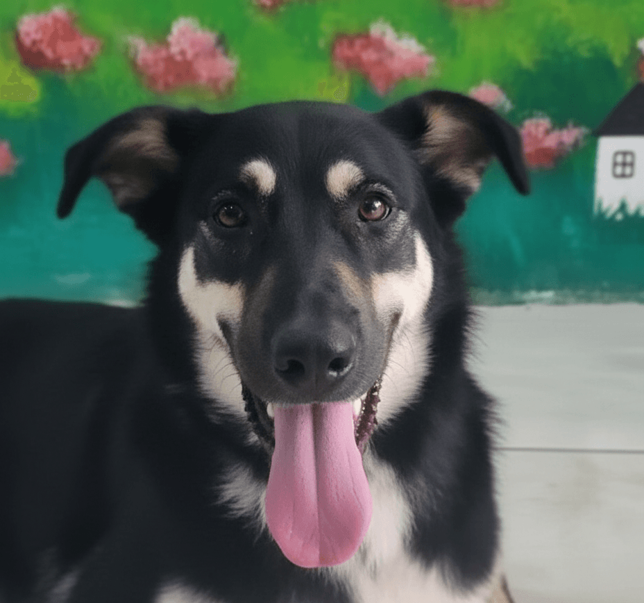 Sima - Saluki / German Shepherd Dog available for adoption at Loved at Last Dog Rescue in British Columbia
