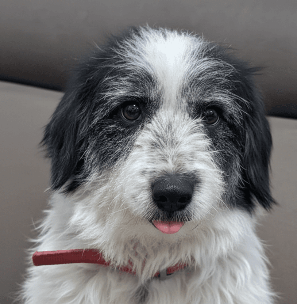 Starburst - Terriers (Small) / Schnauzer (Miniature) available for adoption
