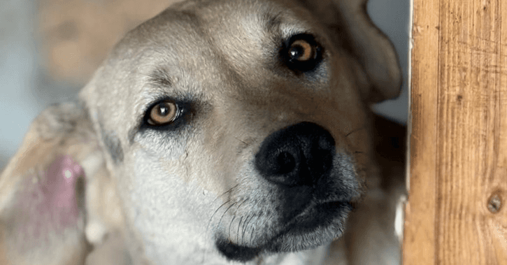 Kaya - Anatolian Shepherd available for adoption