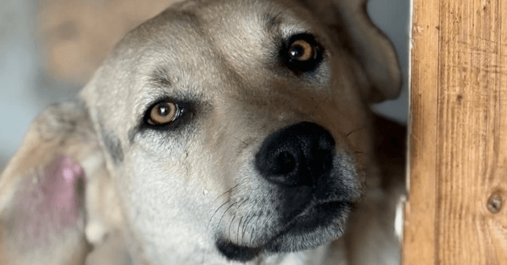 Kaya - Anatolian Shepherd available for adoption at Loved at Last Dog Rescue in British Columbia