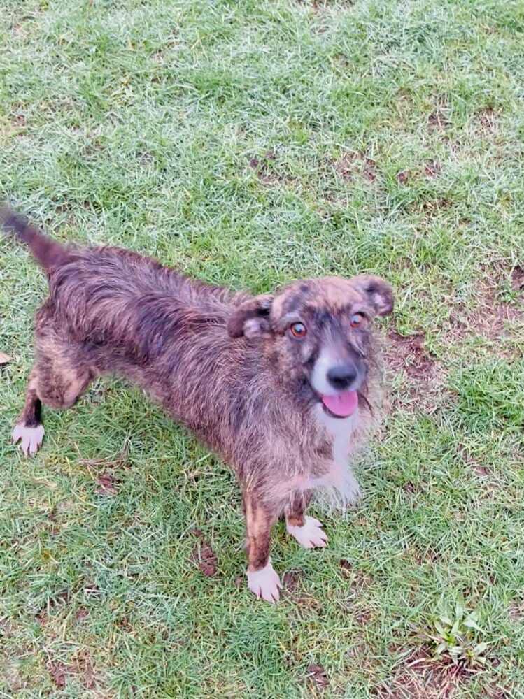 Cordi - Terrier (Unknown Type, Medium) / Mixed Breed available for adoption