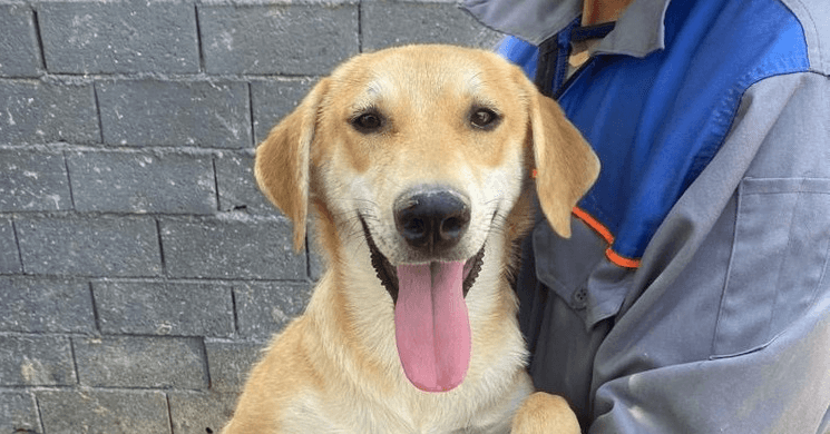 Rozie - Anatolian Shepherd available for adoption at Loved at Last Dog Rescue in British Columbia