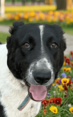 Carrieboo - English Springer Spaniel / Shepherd (Unknown Type) available for adoption at Loved at Last Dog Rescue in British Columbia
