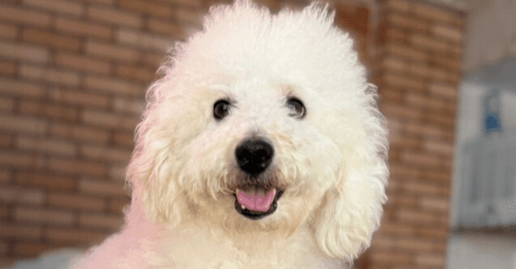 Popcorn - Poodle (Miniature) available for adoption in Calgary