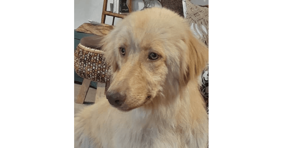 Archie - Golden Retriever / Shepherds (All Types) available for adoption in British Columbia