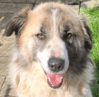 Ether - Great Pyrenees / Border Collie available for adoption at Loved at Last Dog Rescue in British Columbia