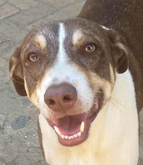 Diego - Catahoula Leopard Dog / Cattle Dog available for adoption at Loved at Last Dog Rescue in British Columbia