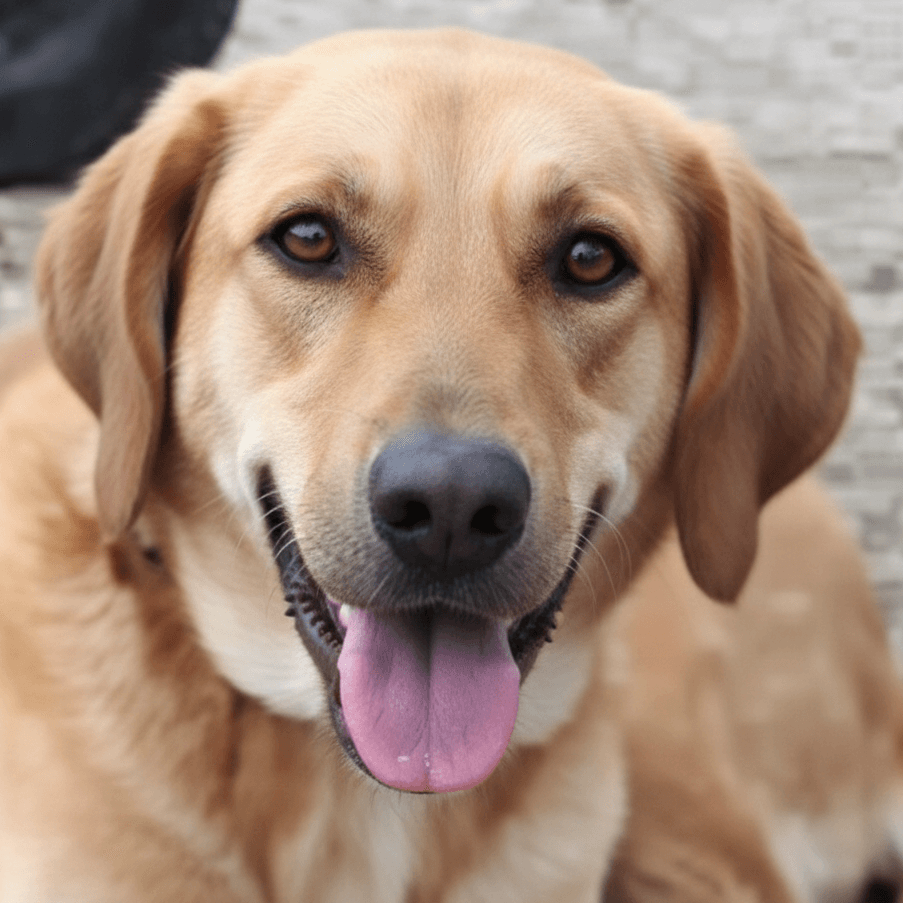 Salty - Golden Retriever / Labrador Retriever available for adoption at Loved at Last Dog Rescue in British Columbia