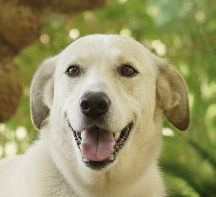 Gilas - Anatolian Shepherd / Labrador Retriever available for adoption