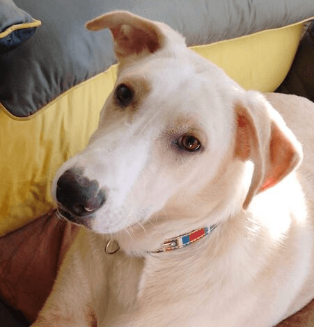 Buggy - Labrador Retriever available for adoption at Loved at Last Dog Rescue in British Columbia