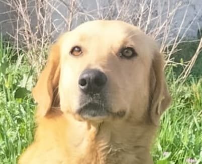 Ardis - Golden Retriever available for adoption at Loved at Last Dog Rescue in British Columbia