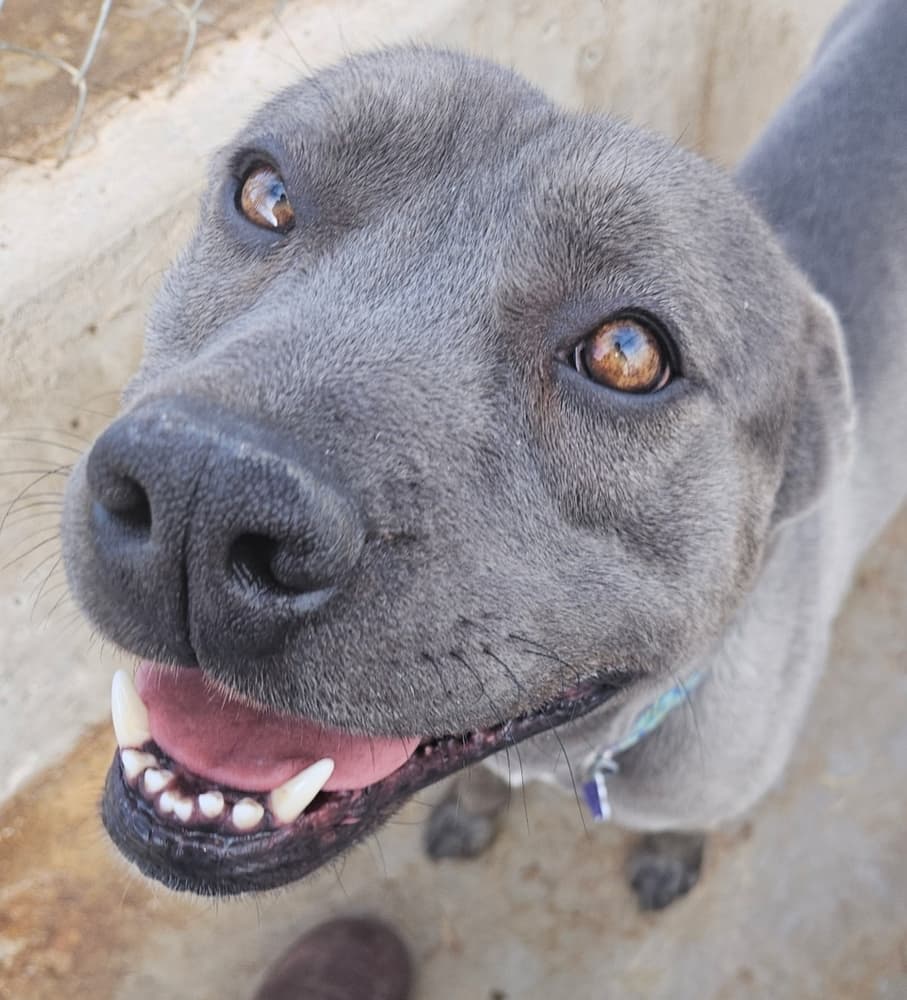 Bodhi - Pit Bull Terrier / Cane Corso available for adoption at Loved at Last Dog Rescue in British Columbia