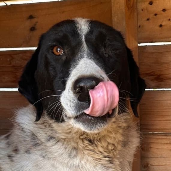 Benekli - German Shorthaired Pointer / Akbash available for adoption at Loved at Last Dog Rescue in British Columbia