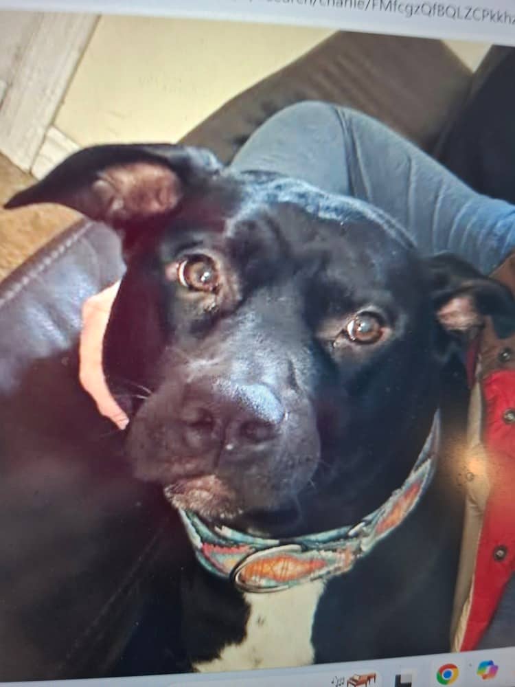 Charlie - Staffordshire Bull Terrier / Labrador Retriever available for adoption