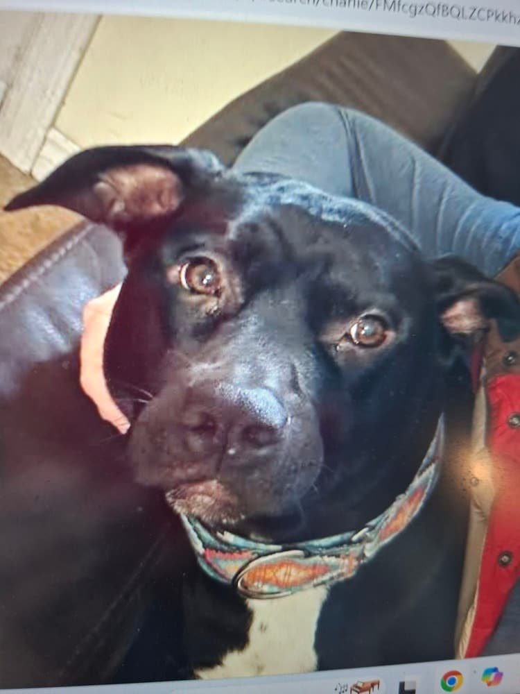 Charlie - Staffordshire Bull Terrier / Labrador Retriever available for adoption at Loved at Last Dog Rescue in British Columbia