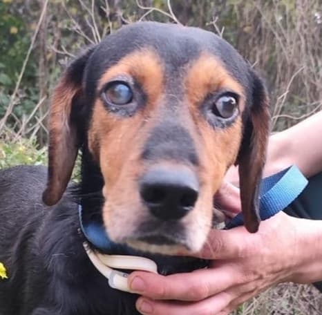 Mavi - Hounds (All Types) available for adoption at Loved at Last Dog Rescue in British Columbia