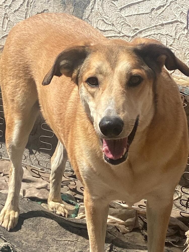 Melody - Labrador Retriever available for adoption