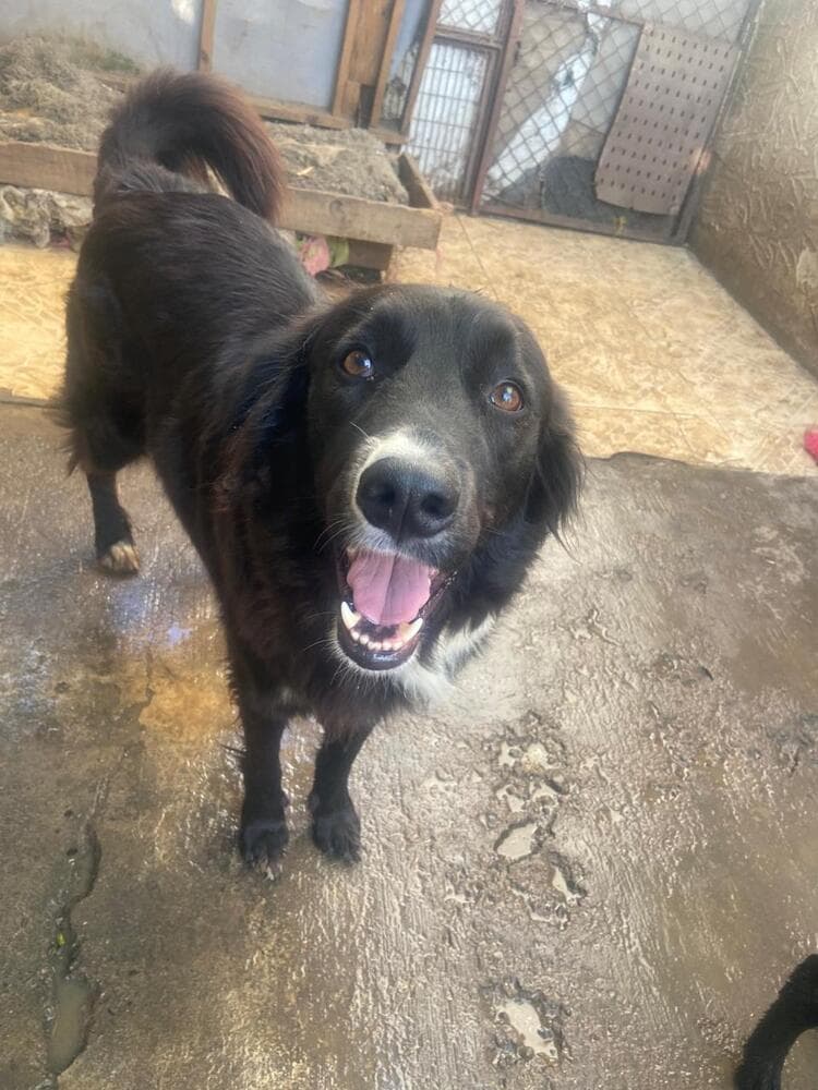 Chico - Border Collie available for adoption in British Columbia