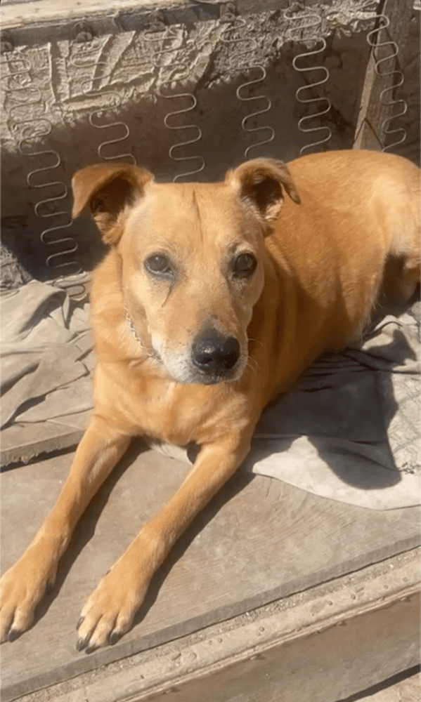 Sienna - Shepherd (Unknown Type) available for adoption