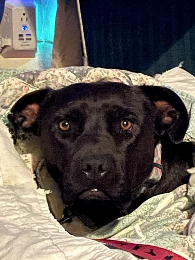 Emerson - Pit Bull Terrier available for adoption at Loved at Last Dog Rescue in British Columbia
