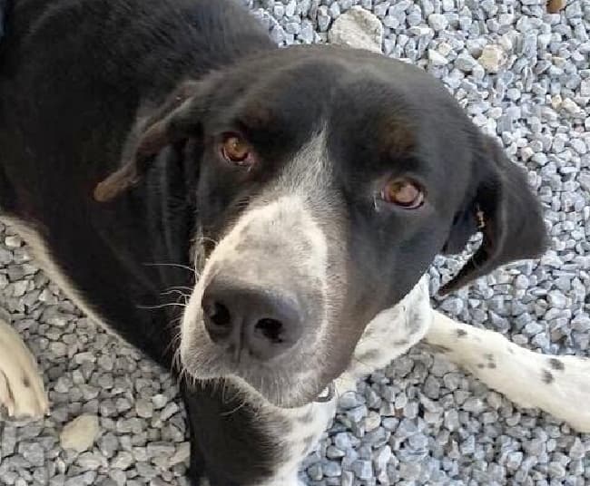 Carson - German Shorthaired Pointer available for adoption in British Columbia