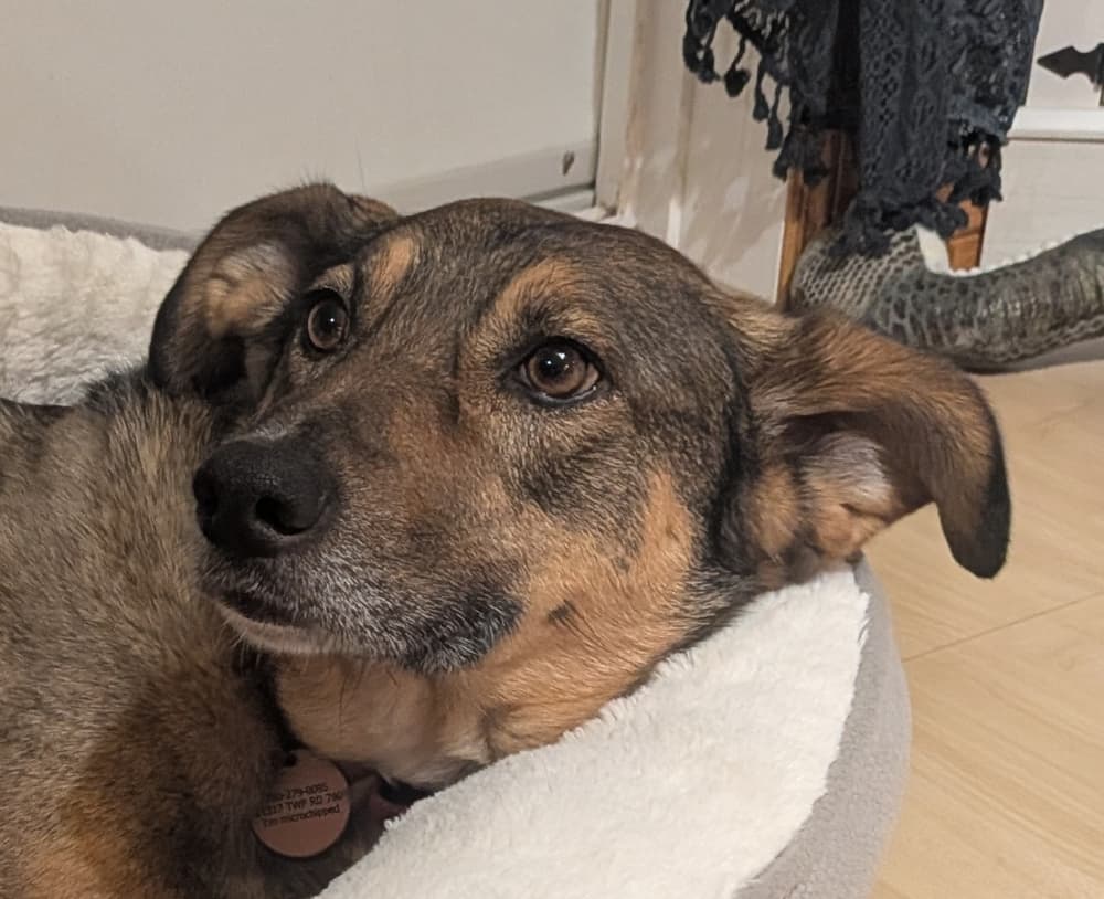 Pooneh - German Shepherd Dog / Beagle available for adoption at Loved at Last Dog Rescue in British Columbia