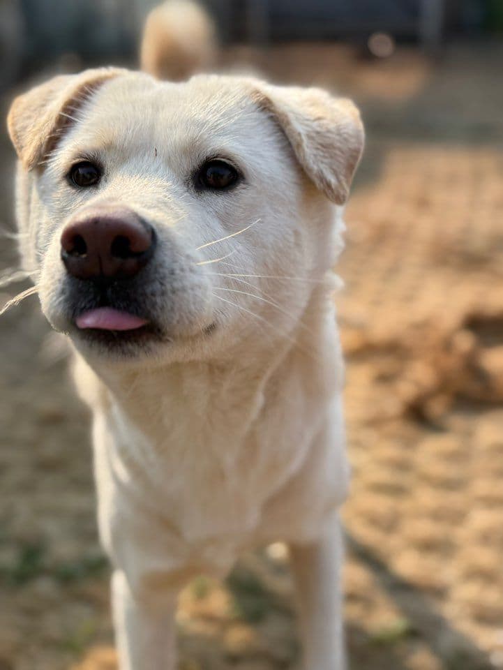 Nyla - Jindo available for adoption