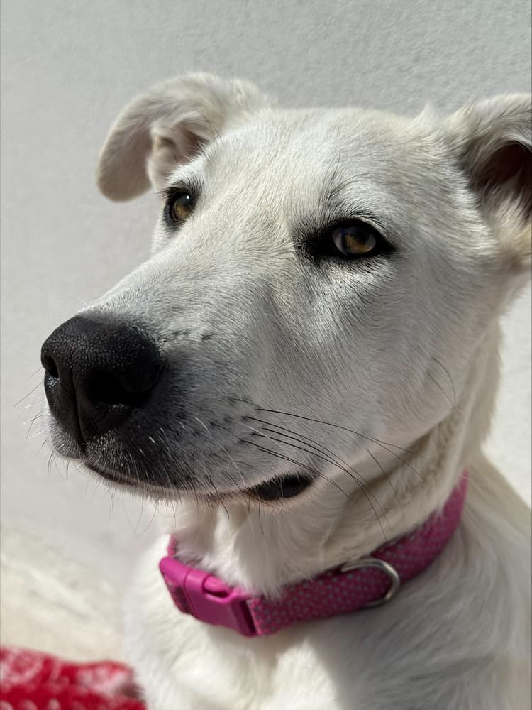 Loola - Labrador Retriever / Husky available for adoption at Loved at Last Dog Rescue in British Columbia