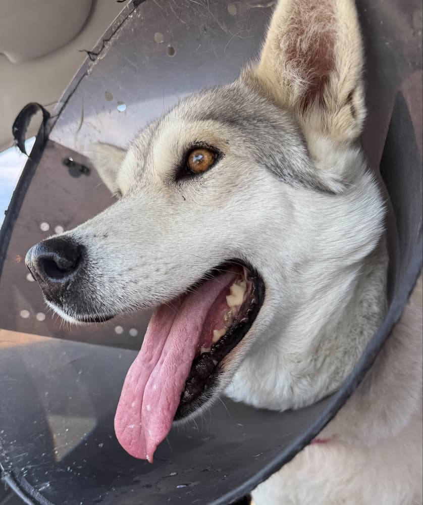Nieve - Husky available for adoption at Loved at Last Dog Rescue in British Columbia