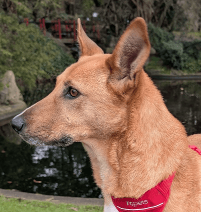 Tarcin - Shepherd (Unknown Type) available for adoption at Loved at Last Dog Rescue in British Columbia