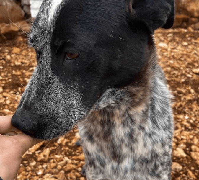 June - Pointer / Blue Heeler available for adoption at Loved at Last Dog Rescue in British Columbia