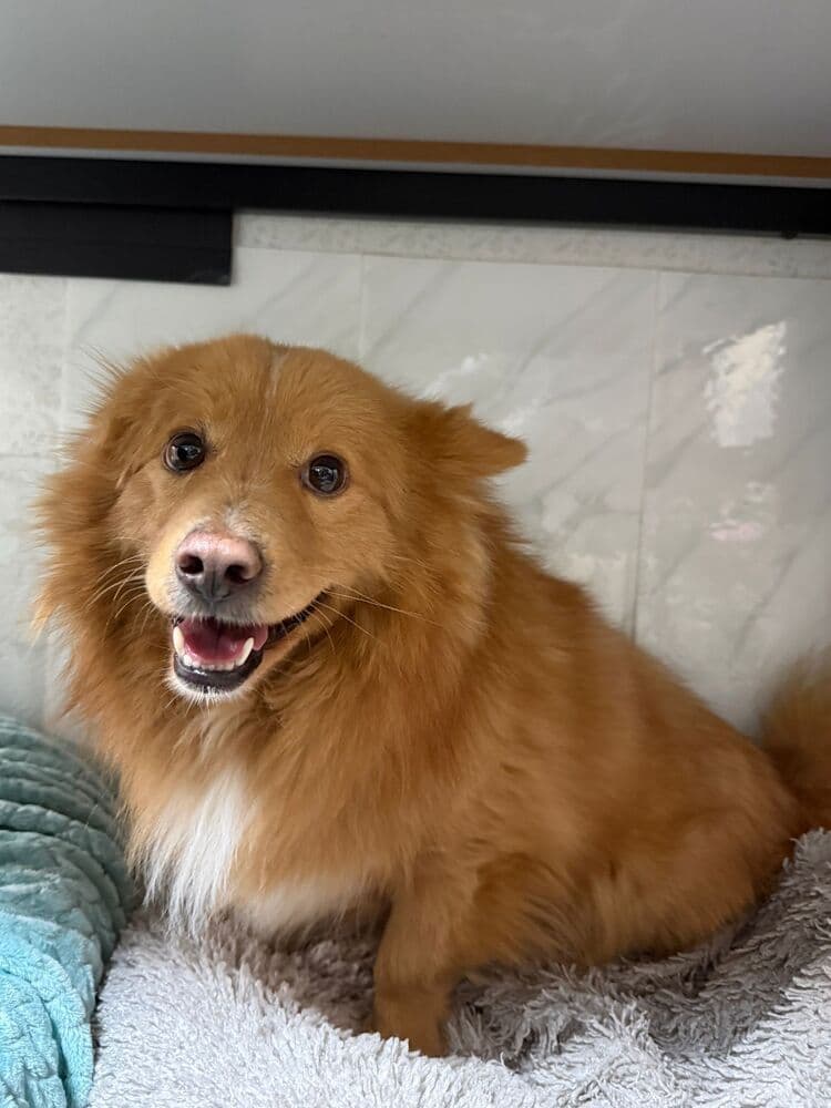 Smiles - Jindo available for adoption