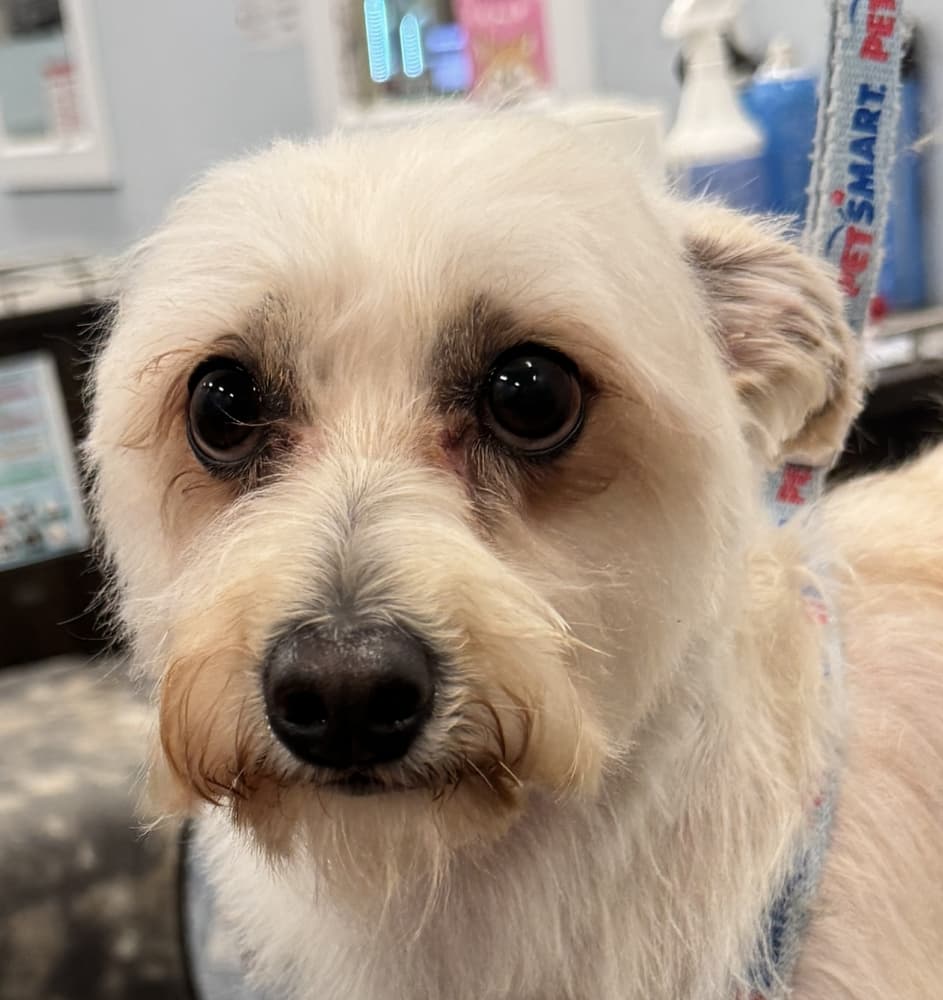 Jarvis - Terriers (Small) available for adoption at Loved at Last Dog Rescue in British Columbia