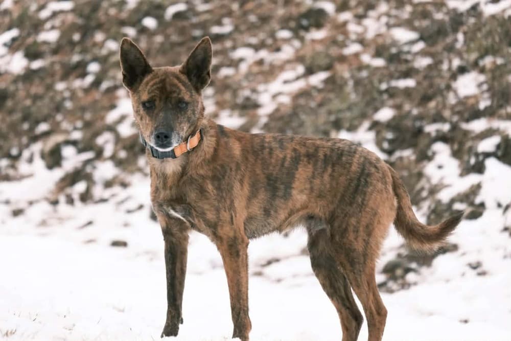 Bitnari - Jindo available for adoption in British Columbia