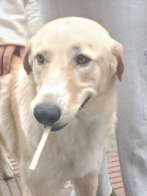 Lokum - Golden Retriever available for adoption at Loved at Last Dog Rescue in British Columbia