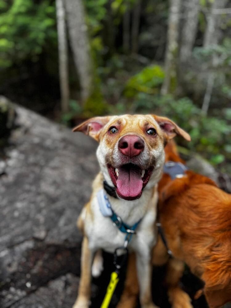 WREN - LOCAL! (Victoria) - Labrador Retriever available for adoption in Calgary