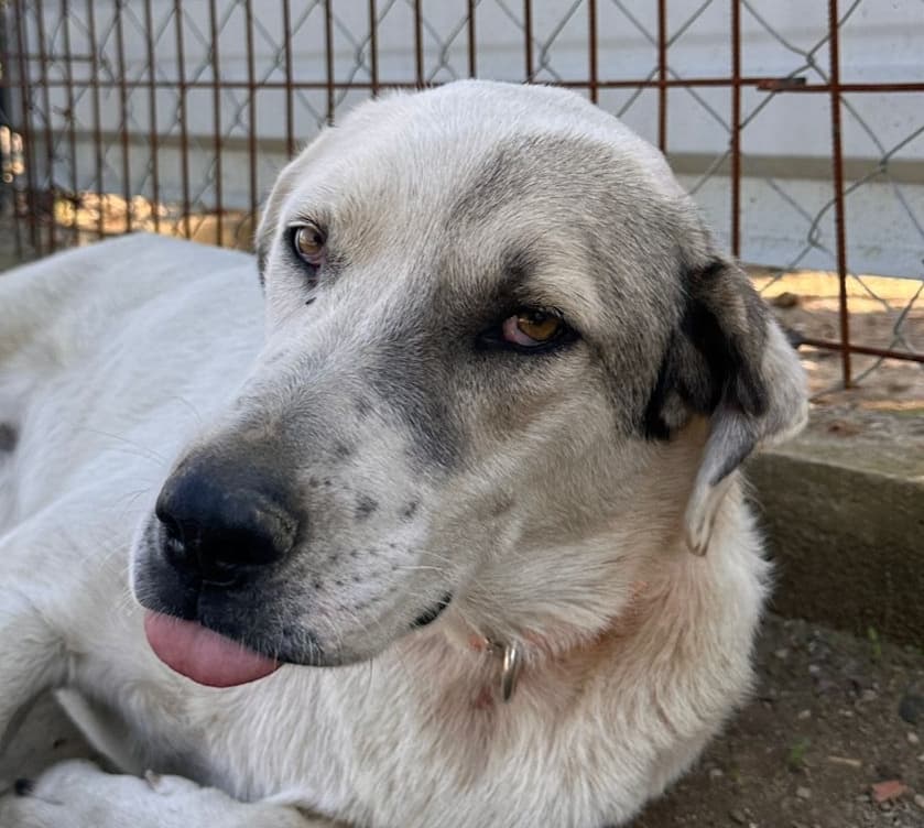 Korsan - Pointer / Akbash available for adoption at Loved at Last Dog Rescue in British Columbia