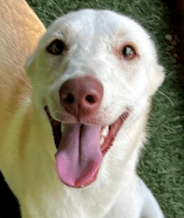 Pearl - Labrador Retriever available for adoption