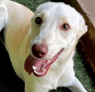 Pearl - Labrador Retriever available for adoption