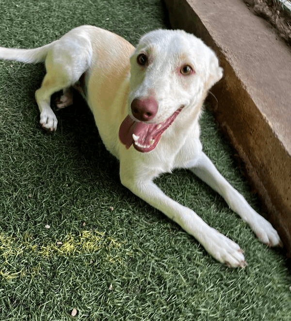 Pearl - Labrador Retriever available for adoption at Loved at Last Dog Rescue in British Columbia