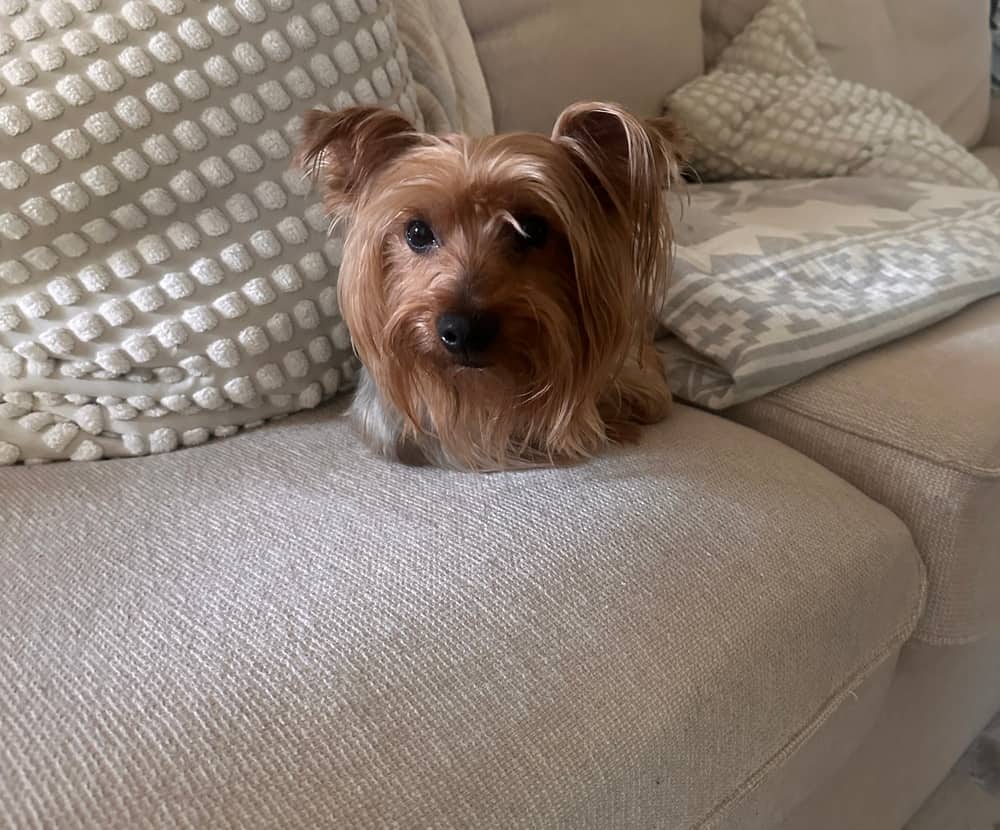 Oz - Silky Terrier available for adoption in Calgary