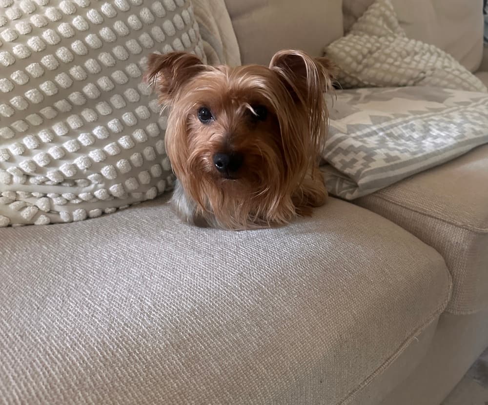 Oz - Silky Terrier available for adoption in Calgary