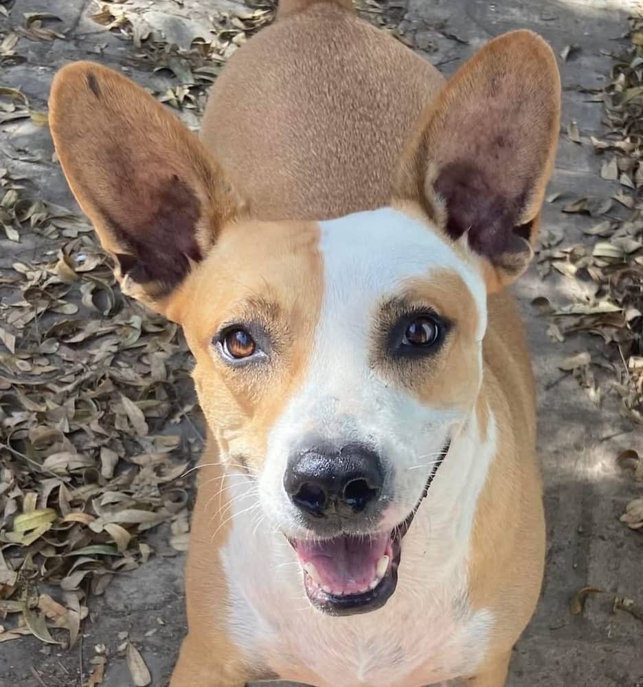 Estrella - Basenji / Cattle Dog available for adoption