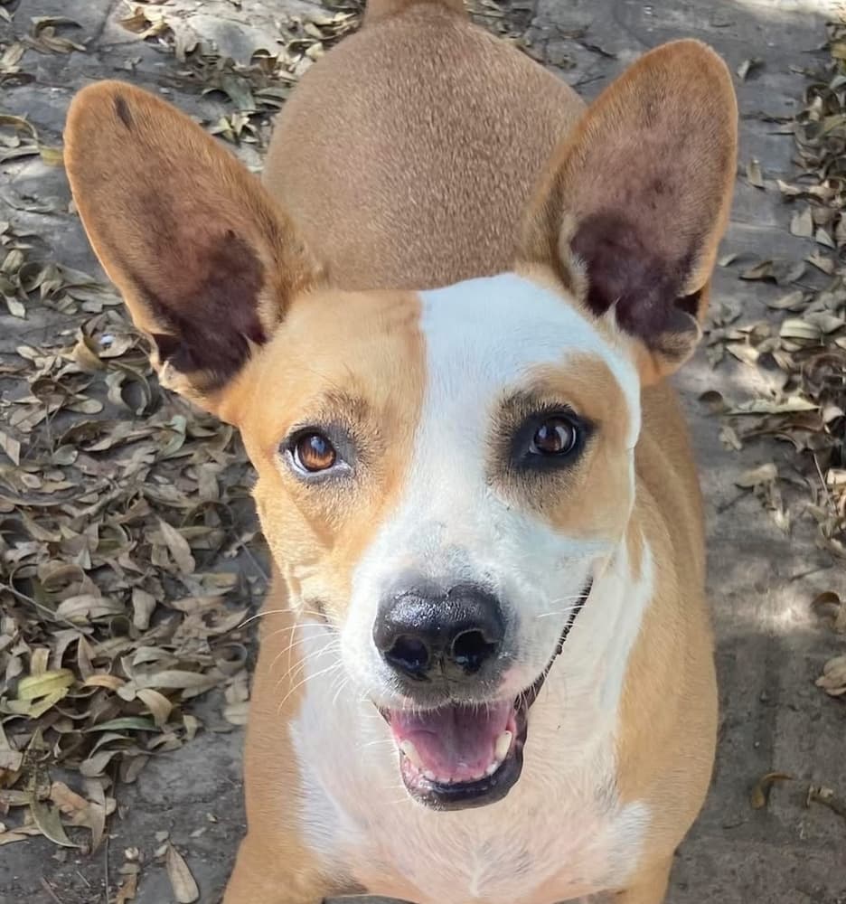 Estrella - Catahoula Leopard Dog / Cattle Dog available for adoption at Loved at Last Dog Rescue in British Columbia