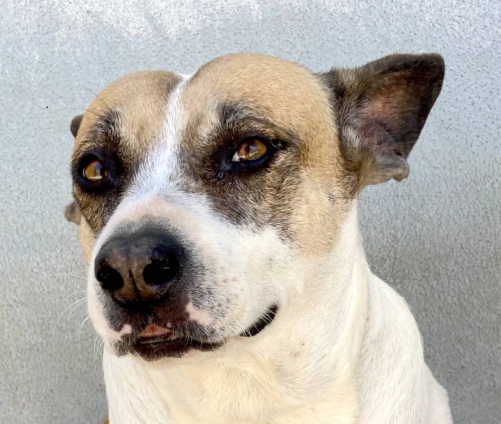 Orinda - Basenji / Cattle Dog available for adoption
