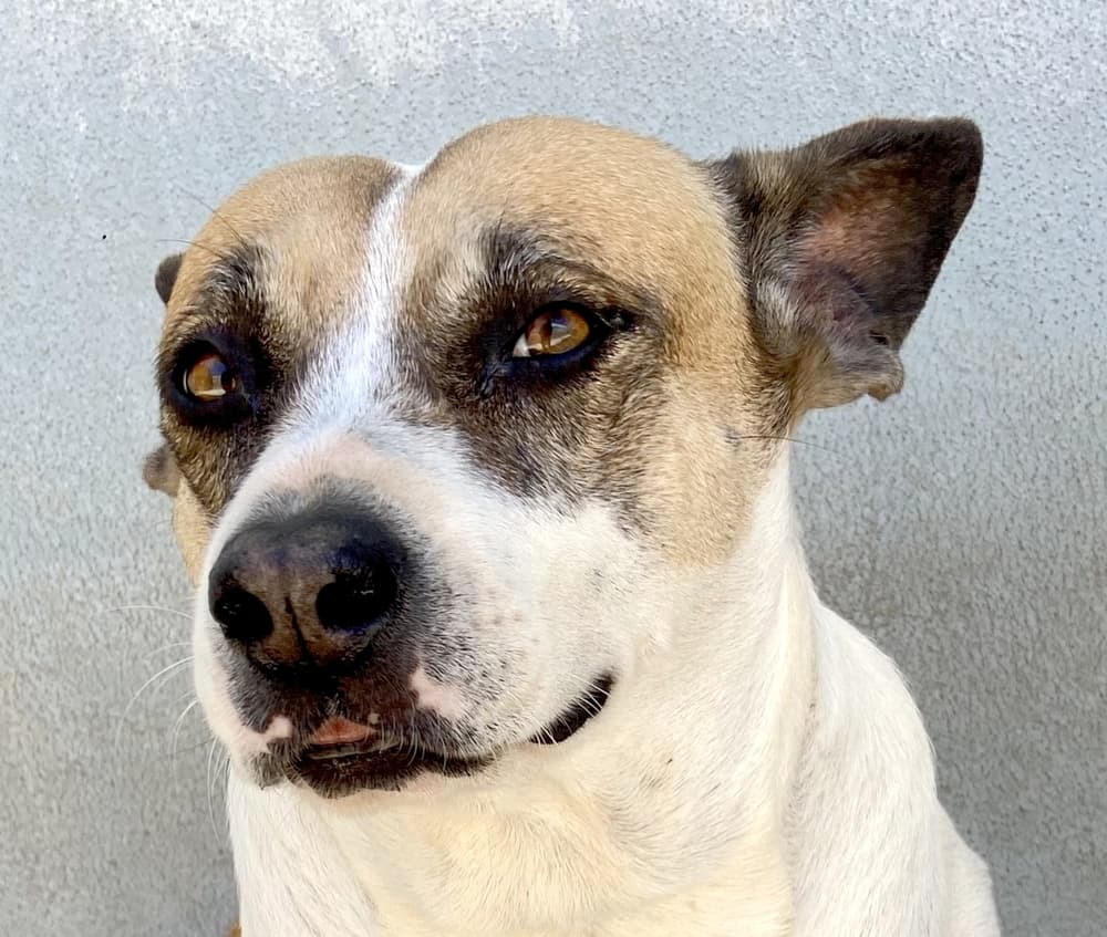 Orinda - Catahoula Leopard Dog / Cattle Dog available for adoption at Loved at Last Dog Rescue in British Columbia