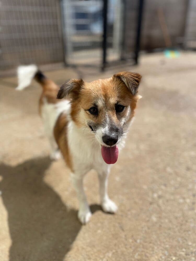 Yuna - Spaniels (Small) / Jack Russell Terrier available for adoption in Calgary
