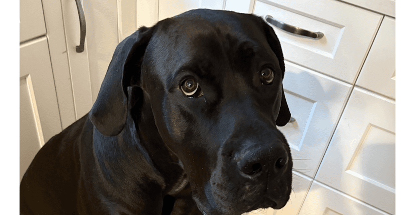 Odin - Great Dane / Bullmastiff available for adoption