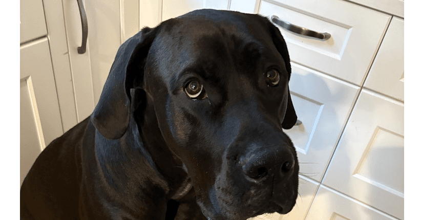 Odin - Great Dane / Bullmastiff available for adoption at Loved at Last Dog Rescue in British Columbia